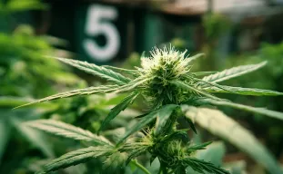 5 Key Tips for Transitioning Photoperiod Cannabis Plants from Veg to Flower