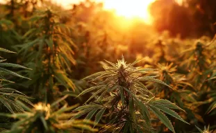 Best Photoperiod Cannabis Strains for Short Growing Seasons