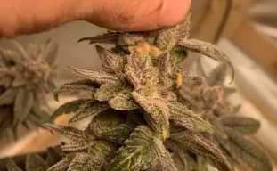 Identifying and Curing Bud Rot: Your Step-by-Step Playbook