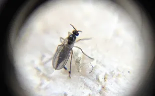 How to Get Rid of Fungus Gnats in Cannabis: A Complete Guide for Growers