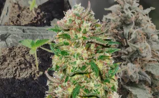 24k Gold - Week by Week Grow Diary & Strain Review