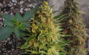 AK47 Auto - Week by Week Grow Diary & Strain Review