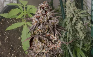 Black Runtz - Week by Week Grow Diary & Strain Review