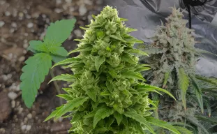 Bruce Banner Auto - Week by Week Grow Diary & Strain Review