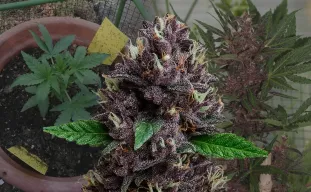 CBD Purple Kush Auto - Week by Week Grow Diary & Strain Review