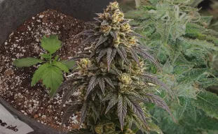 Do-si-Dos Auto - Week by Week Grow Diary & Strain Review