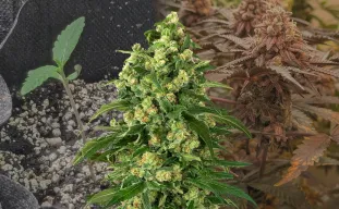 Girl Scout Cookies - Week by Week Grow Diary & Strain Review