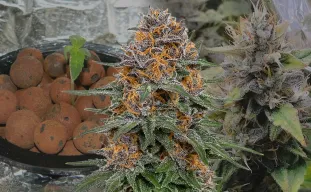 Granddaddy Purple Auto - Week by Week Grow Diary & Strain Review