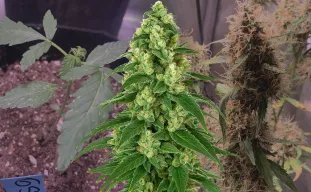 Girl Scout Cookies Auto - Week by Week Grow Diary & Strain Review