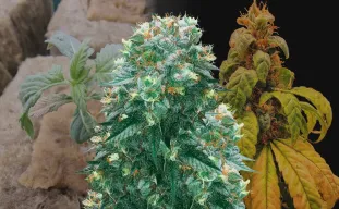 Harlequin - Week by Week Grow Diary & Strain Review