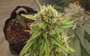 Maui Waui - Week by Week Grow Diary & Strain Review