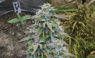 Purple Haze - Week by Week Grow Diary & Strain Review