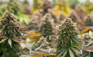 The Ultimate Beginners Guide to Growing Weed Indoors (Step-by-Step 2026)