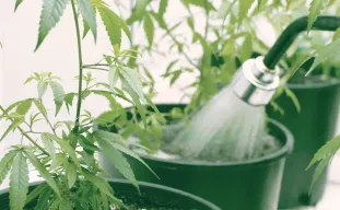 How to Water Cannabis: The Ultimate Guide to the Wet/Dry Cycle and pH Mastery