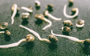How to Germinate Cannabis Seeds: 4 Easy Step-by-Step Methods