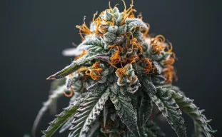 How to Increase THC Levels: A Guide to Maximizing Potency