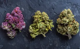 Top 10 Best Strains for 2026: An Expert Grower's Guide