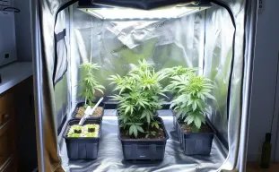 Top 7 Easiest Photoperiod Cannabis Strains for Beginner Growers