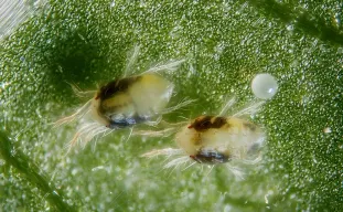 Identify and Get Rid of Spider Mites on Cannabis (Fast, Safe, and For Good)