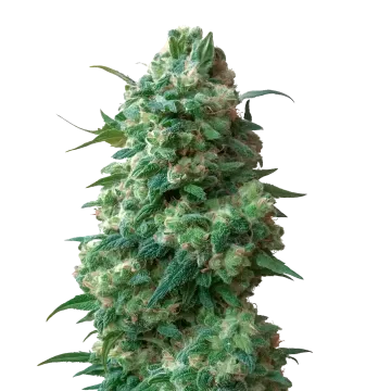 Afghan Kush cannabis plant