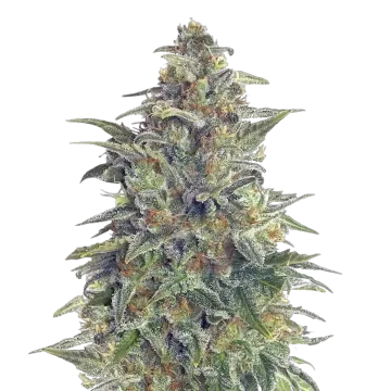 Animal Cookies cannabis plant