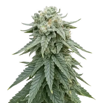 Animal Face Auto cannabis plant