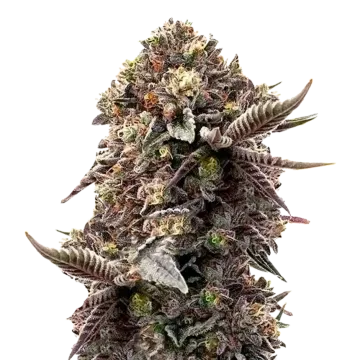 Blackberry Moonrocks cannabis plant