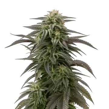 Blue Cheese cannabis plant