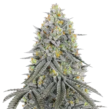 Bubblegum Sherbet cannabis plant