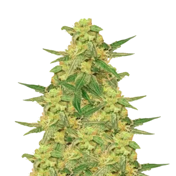 C. Banana cannabis plant