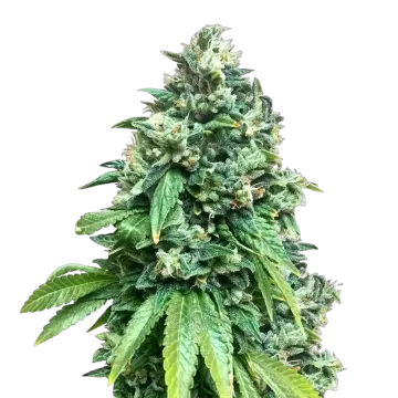 Crunch Berries cannabis plant