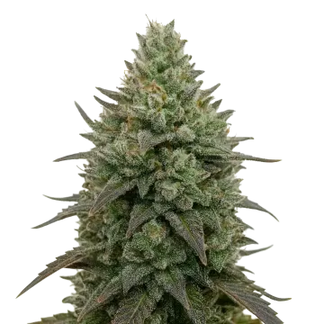 Donny Burger cannabis plant