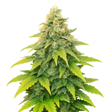 Fat Bastard Auto cannabis plant