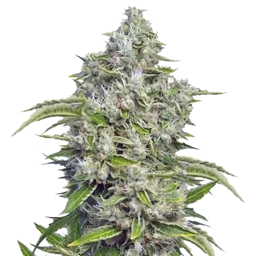 Future #1 cannabis plant