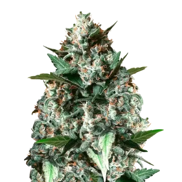 Gelonade cannabis plant
