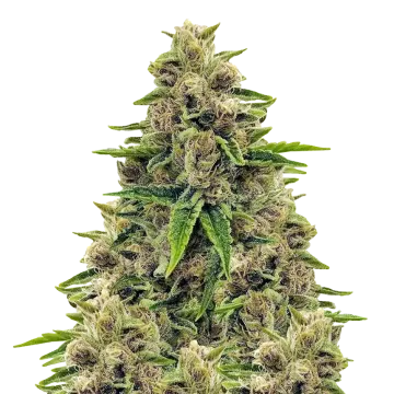 Godfather OG cannabis plant