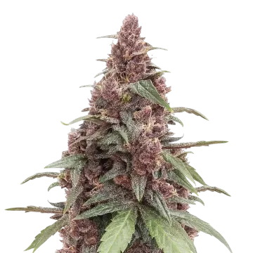 Grandmommy Purple cannabis plant