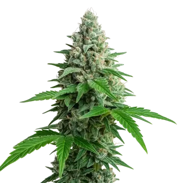 Lemon Cherry Gelato Auto cannabis plant