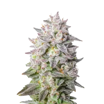 Permanent Marker Auto cannabis plant