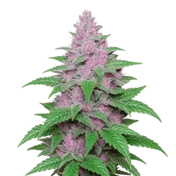 Purple Lemonade Auto cannabis plant