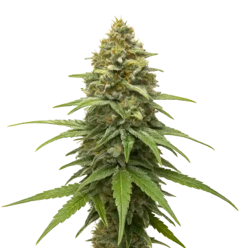 Skunk #1 cannabis plant