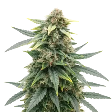 Slurricane cannabis plant