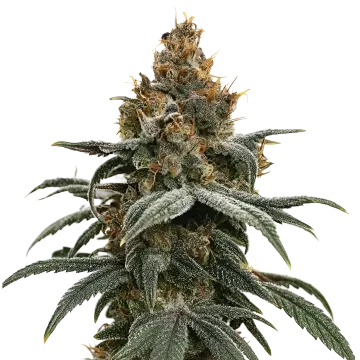 Sundae Driver cannabis plant
