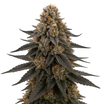 White Runtz cannabis plant