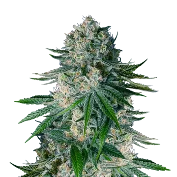 White Widow cannabis plant