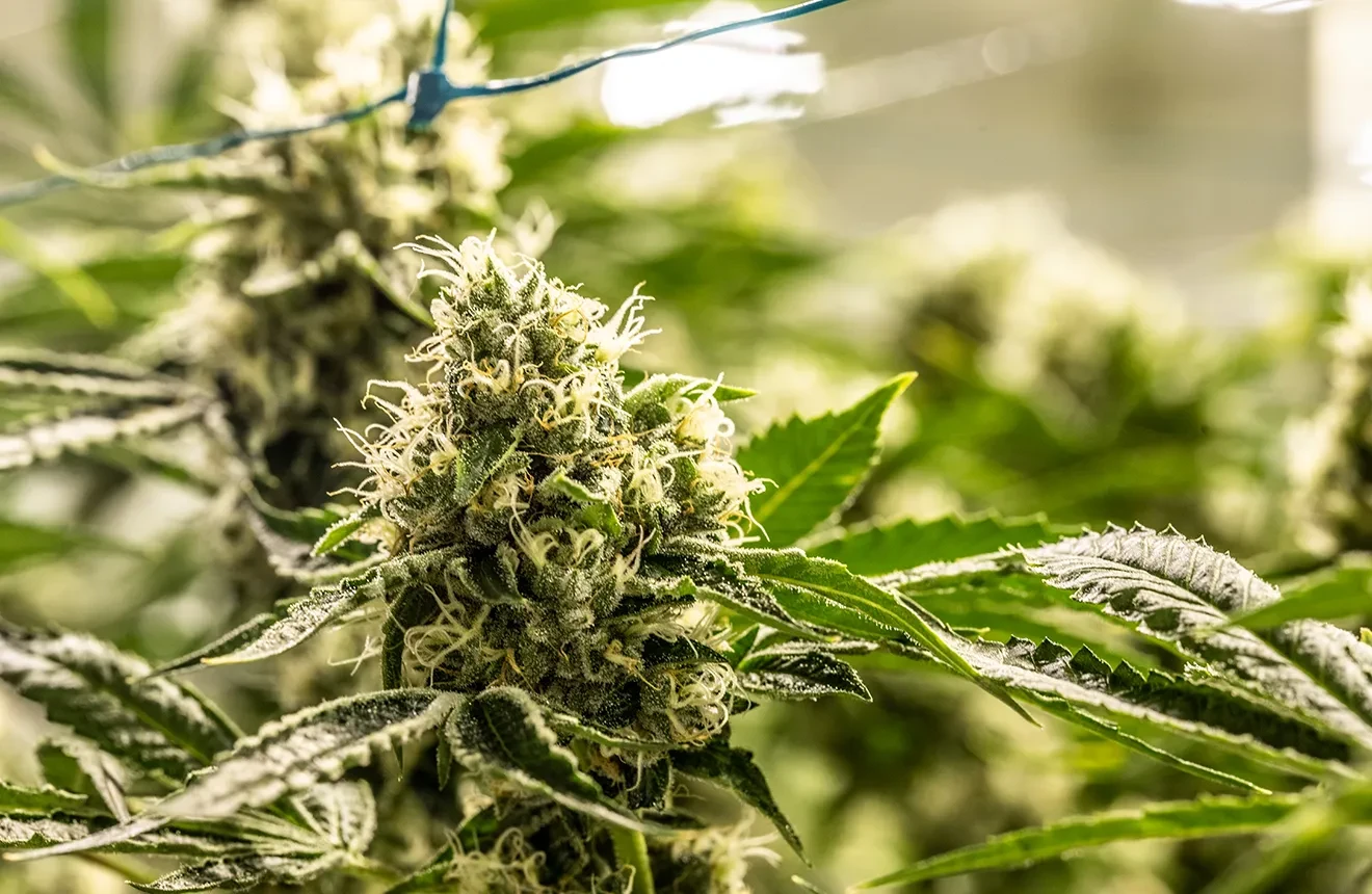 Stalled Growth to Explosive Yields: A Guide to Bigger, Denser Autoflower Buds