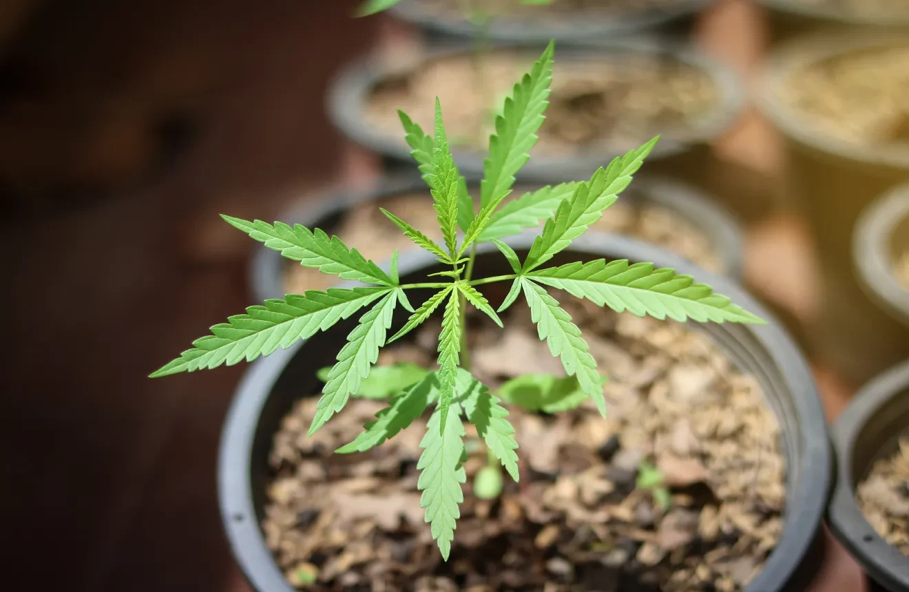 The Ultimate Autoflower Pot Size Guide: Bigger Yields, Healthier Plants