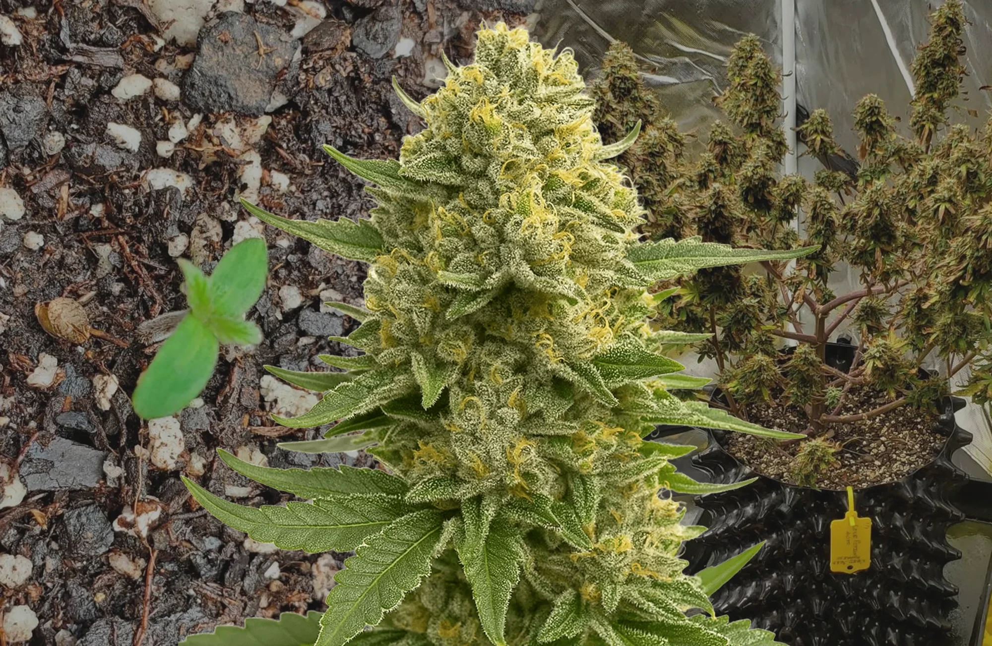 Love Potion Auto - Week By Week Grow Diary & Strain Review