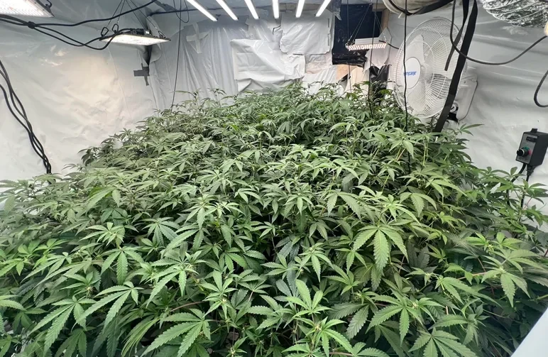 ScrOG vs. SOG: Which Cannabis Training Method Yields More?