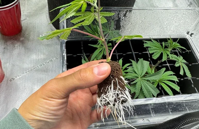 Monster Cropping: How to Clone Flowering Plants for Explosive Growth